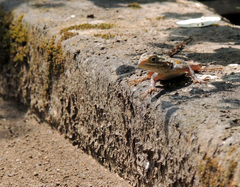 Agama agama