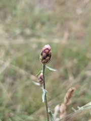 Centaurea paniculata