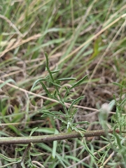 Centaurea paniculata