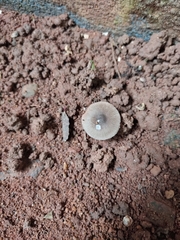 Pluteus