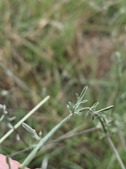 Centaurea paniculata