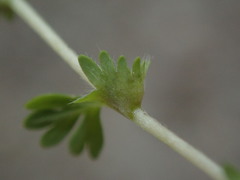 Alchemilla australis