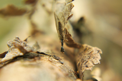 Xanthostigma xanthostigma