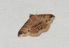 Ericeia inangulata