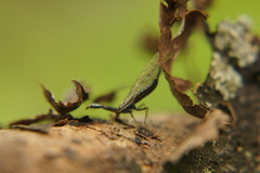 Xanthostigma xanthostigma