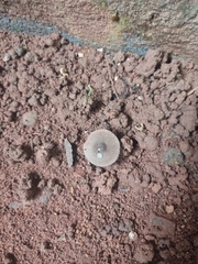 Pluteus