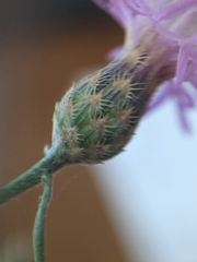 Centaurea paniculata