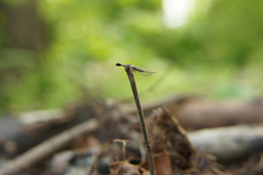 Xanthostigma xanthostigma