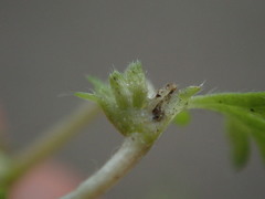 Alchemilla australis