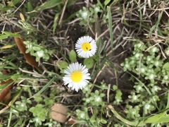 Erigeron procumbens