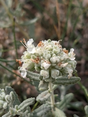 Teucrium polium polium