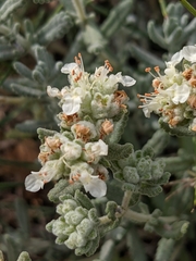 Teucrium polium polium