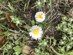 Erigeron procumbens