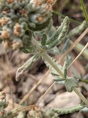 Teucrium polium polium