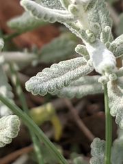 Teucrium polium polium