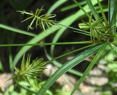 Cyperus retrofractus