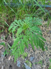 Ambrosia artemisiifolia