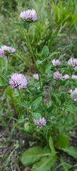 Trifolium pratense