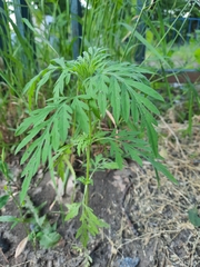 Ambrosia artemisiifolia