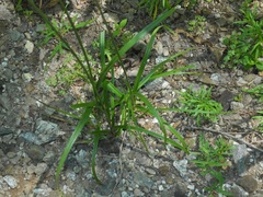 Cyperus retrofractus