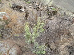 Castilleja grisea