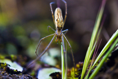 Versicolor Long-jawed Orbweaver photo 5