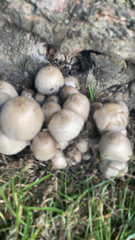 Coprinopsis atramentaria