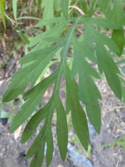 Ambrosia artemisiifolia