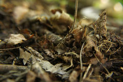 Xanthostigma xanthostigma