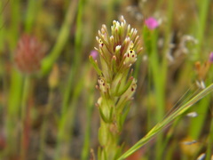 Castilleja attenuata