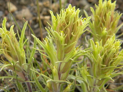 Castilleja pilosa pilosa