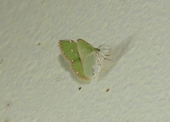 Argyrocosma inductaria