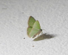 Argyrocosma inductaria