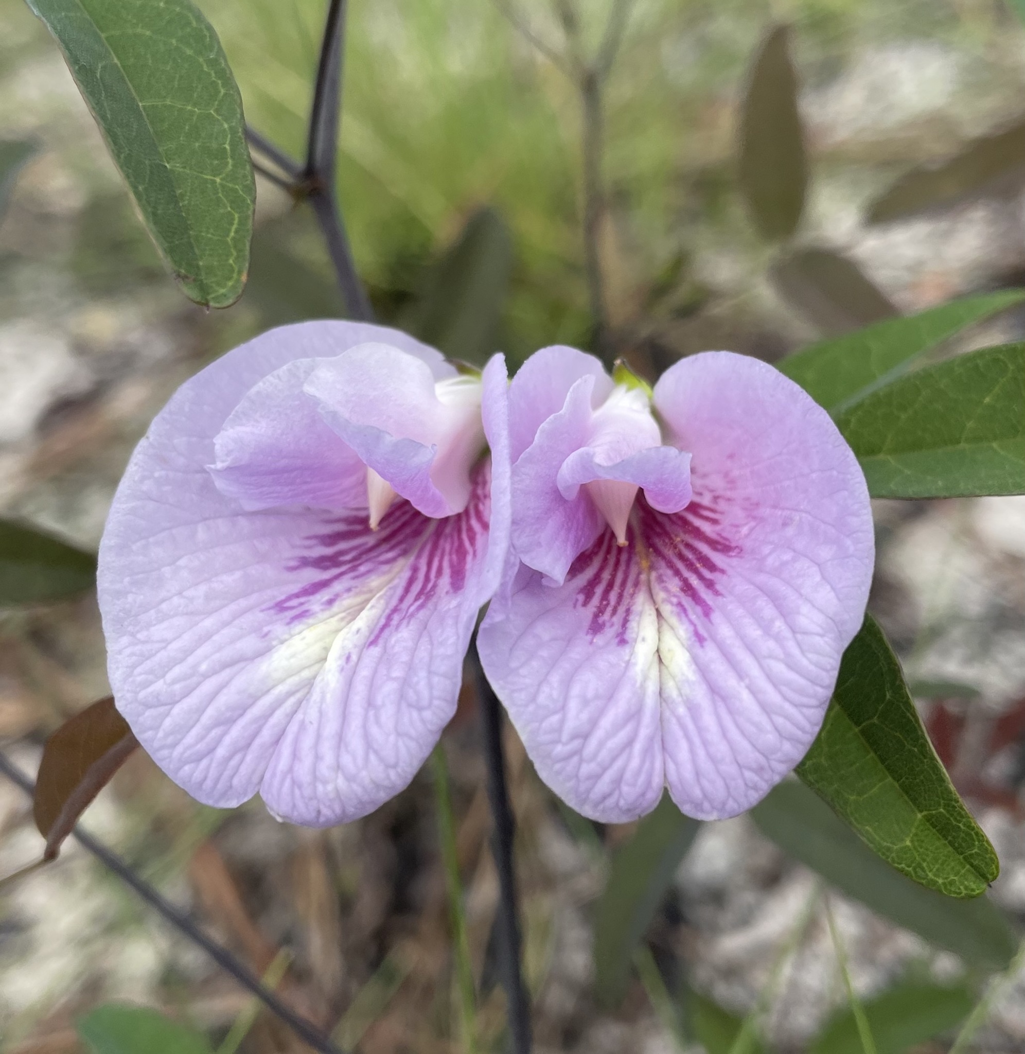 Clitoria fragrans