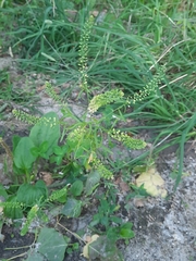 Lepidium densiflorum