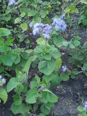 Ageratum houstonianum