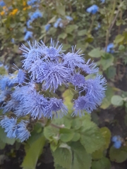 Ageratum houstonianum