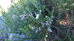 Indigofera sulcata