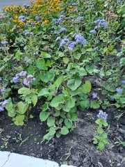 Ageratum houstonianum