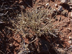 Caroxylon calluna