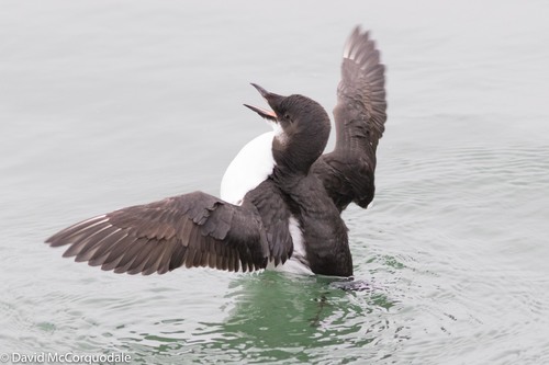 Thick-billed Murre