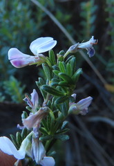Indigofera sulcata