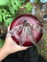 Dysmicohermes disjunctus