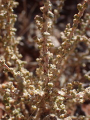 Caroxylon calluna