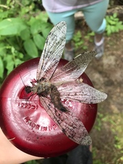 Dysmicohermes disjunctus