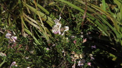 Indigofera sulcata