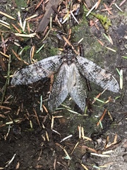 Dysmicohermes disjunctus