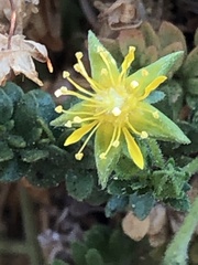 Ivesia jaegeri