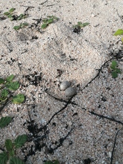 Nyctidromus albicollis