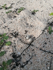 Nyctidromus albicollis